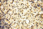 MAGEB18 Antibody in Immunohistochemistry (Paraffin) (IHC (P))