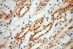 MAGEB18 Antibody in Immunohistochemistry (Paraffin) (IHC (P))