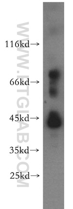 SPAG4L Antibody in Western Blot (WB)