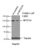 MYO1A Antibody in Western Blot (WB)