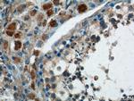 SPATA3 Antibody in Immunohistochemistry (Paraffin) (IHC (P))