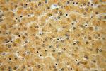 GSTCD Antibody in Immunohistochemistry (Paraffin) (IHC (P))