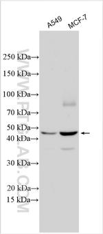 GNG11 Antibody in Western Blot (WB)