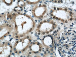 EIF4A3 Antibody in Immunohistochemistry (Paraffin) (IHC (P))