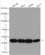 EIF4A3 Antibody in Western Blot (WB)