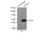 EIF4A3 Antibody in Immunoprecipitation (IP)