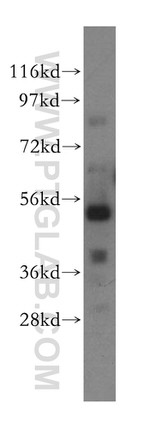 TOM1 Antibody in Western Blot (WB)