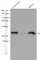 NUDT10 Antibody in Western Blot (WB)