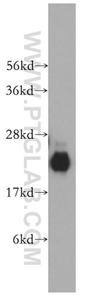 NUDT10 Antibody in Western Blot (WB)