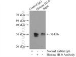 Histone H1.0 Antibody in Immunoprecipitation (IP)