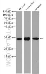 Histone H1.0 Antibody in Western Blot (WB)