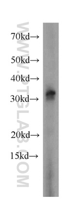 Histone H1.0 Antibody in Western Blot (WB)