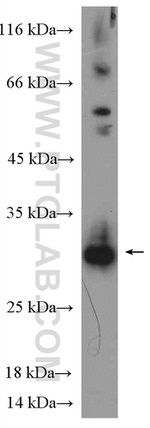 Histone H1.0 Antibody in Western Blot (WB)