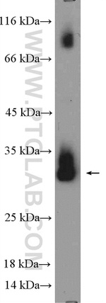 Histone H1.0 Antibody in Western Blot (WB)