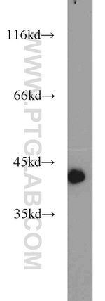 ACTA1 Antibody in Western Blot (WB)