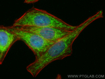 AURKAIP1 Antibody in Immunocytochemistry (ICC/IF)