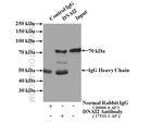 DNAI2 Antibody in Immunoprecipitation (IP)