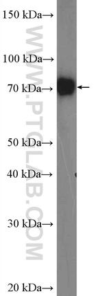 DNAI2 Antibody in Western Blot (WB)