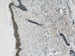 TRIM29 Antibody in Immunohistochemistry (Paraffin) (IHC (P))