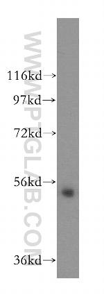 MIER3 Antibody in Western Blot (WB)