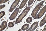 DDX4, VASA Antibody in Immunohistochemistry (Paraffin) (IHC (P))