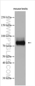 DDX4, VASA Antibody in Western Blot (WB)