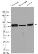 NSUN7 Antibody in Western Blot (WB)