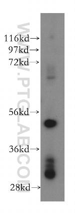 PTPN18 Antibody in Western Blot (WB)
