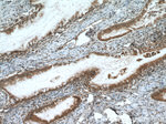 RMND5A Antibody in Immunohistochemistry (Paraffin) (IHC (P))