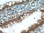 RMND5A Antibody in Immunohistochemistry (Paraffin) (IHC (P))
