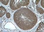 RMND5A Antibody in Immunohistochemistry (Paraffin) (IHC (P))