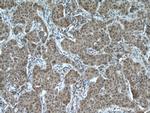 RMND5A Antibody in Immunohistochemistry (Paraffin) (IHC (P))