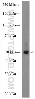 RMND5A Antibody in Western Blot (WB)