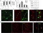 GFP Antibody in Immunocytochemistry (ICC/IF)