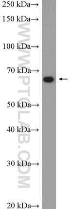 Sur-8 Antibody in Western Blot (WB)