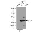RIP3 Antibody in Immunoprecipitation (IP)
