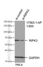 RIP3 Antibody in Western Blot (WB)