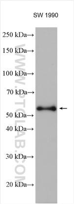 RIP3 Antibody in Western Blot (WB)