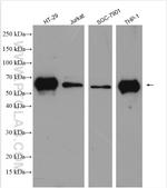RIP3 Antibody in Western Blot (WB)