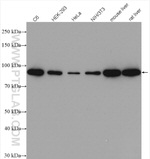 beta-Catenin Antibody in Western Blot (WB)