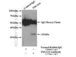 TSGA14 Antibody in Immunoprecipitation (IP)