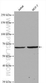 PLEKHA9 Antibody in Western Blot (WB)