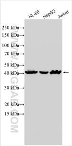 P2RY8 Antibody in Western Blot (WB)