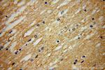 NRSN2 Antibody in Immunohistochemistry (Paraffin) (IHC (P))