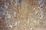 Inhibin beta B Antibody in Immunohistochemistry (Paraffin) (IHC (P))