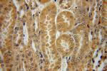 Inhibin beta B Antibody in Immunohistochemistry (Paraffin) (IHC (P))