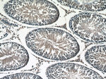 Inhibin beta B Antibody in Immunohistochemistry (Paraffin) (IHC (P))