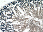 Inhibin beta B Antibody in Immunohistochemistry (Paraffin) (IHC (P))