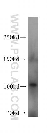 MCTP2 Antibody in Western Blot (WB)