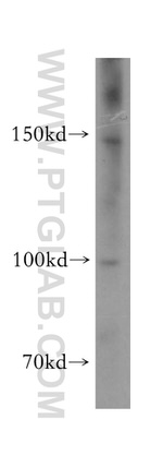 MCTP2 Antibody in Western Blot (WB)